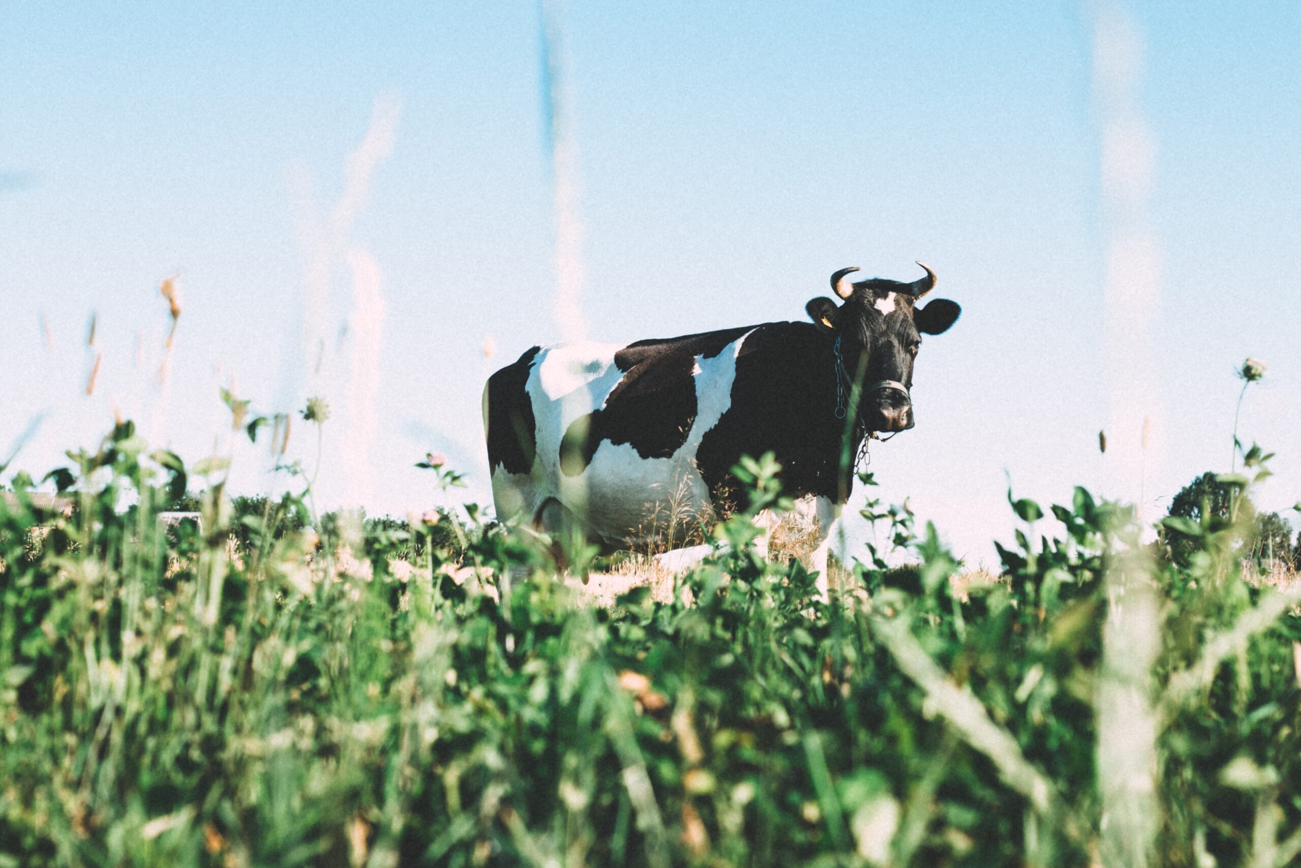 vache dans l'herbe lait laiterie