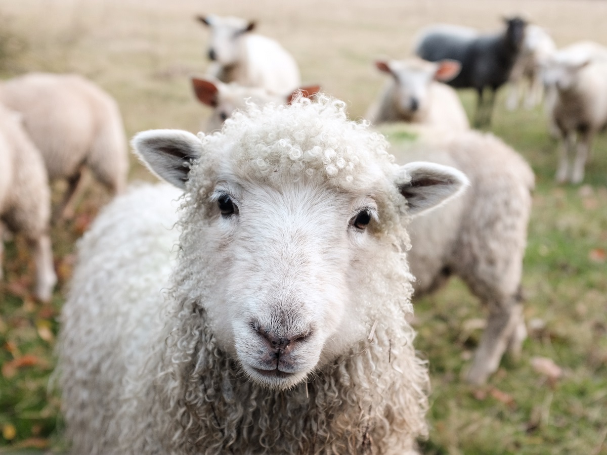 atelier animaux de la ferme